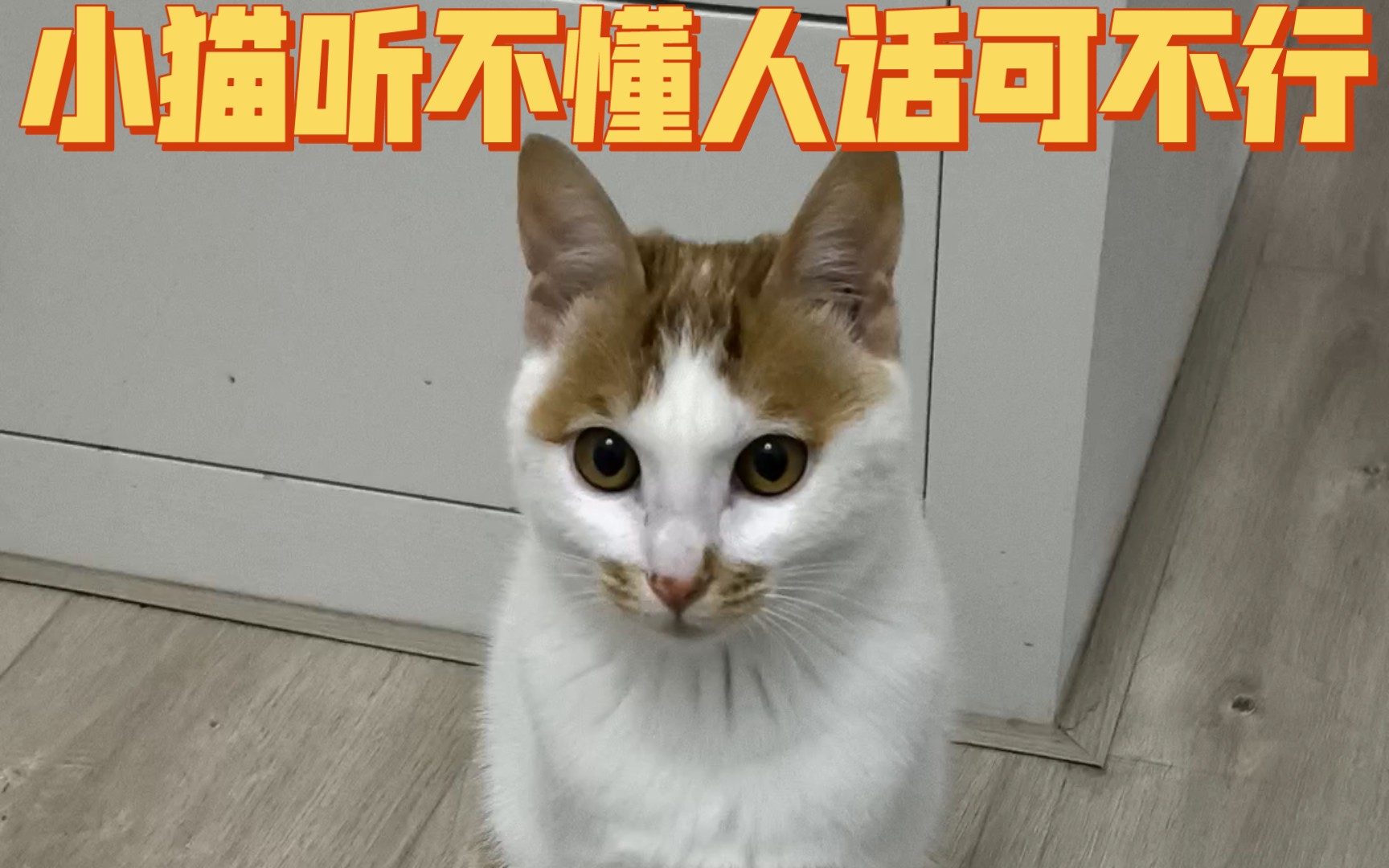 小猫听不懂人话可不行
