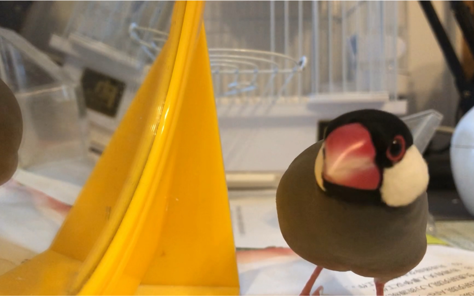 文鸟想吃镜头的樱文鸟再看就把你喝掉