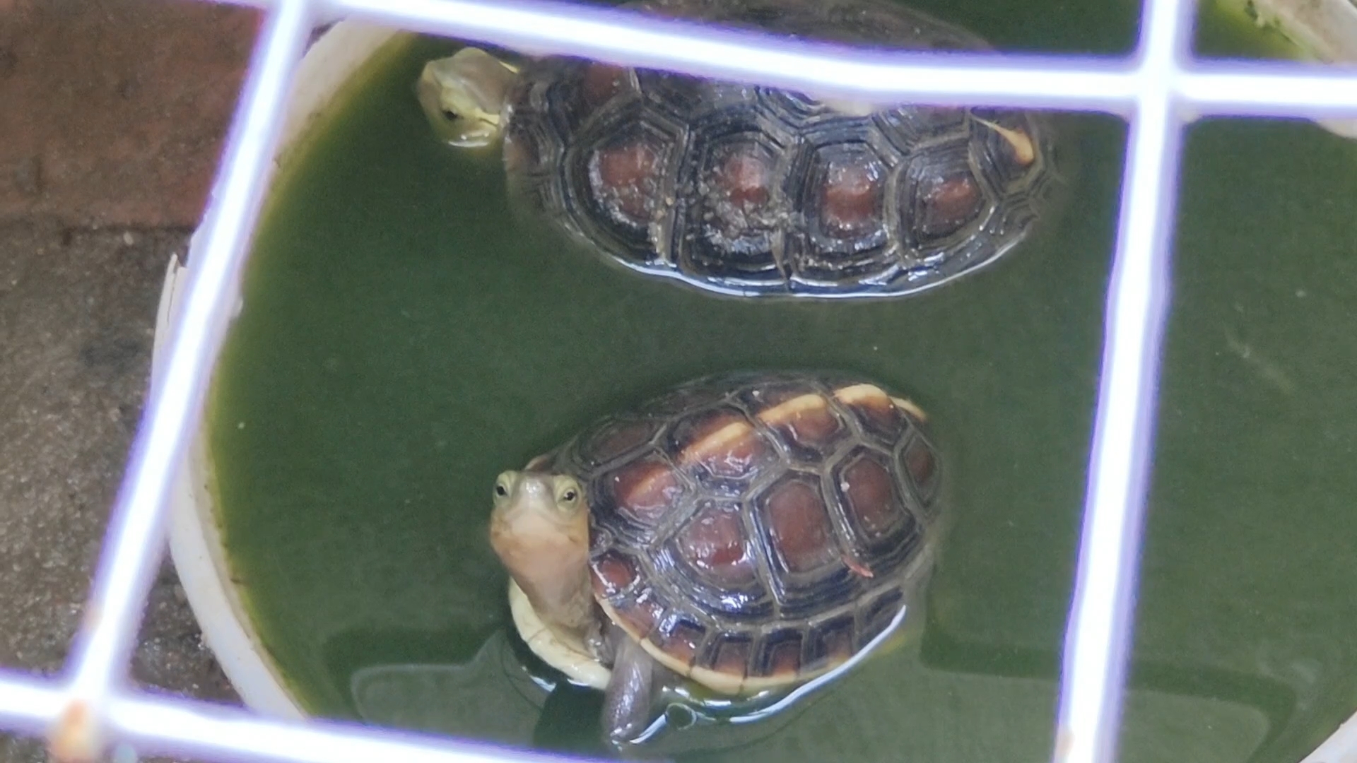 台风天,黄缘龟是如何躲雨的
