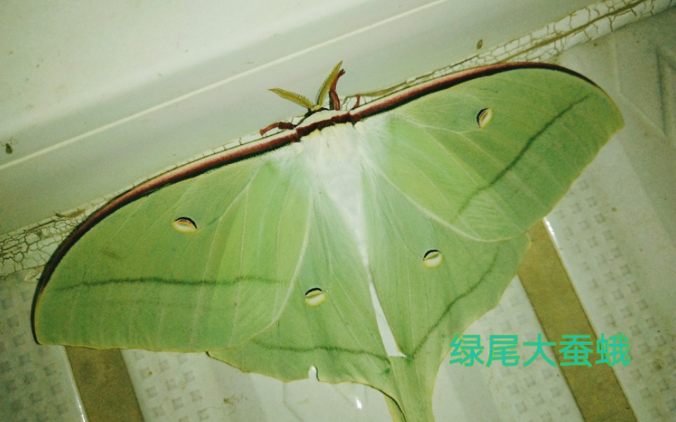 绿色的大蛾子图片