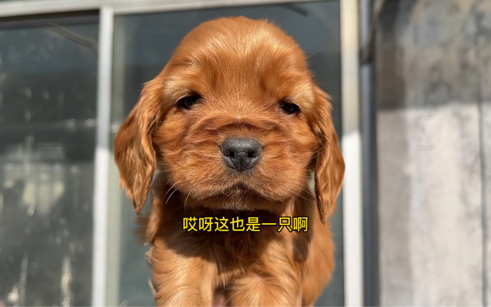 漂亮的英国可卡犬哔哩哔哩bilibili