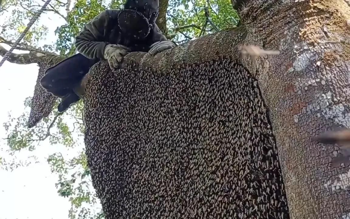 [图]户外寻蜂人太幸运了，一棵好多大排蜂蜂巢的大树，收获了很多蜂蜜