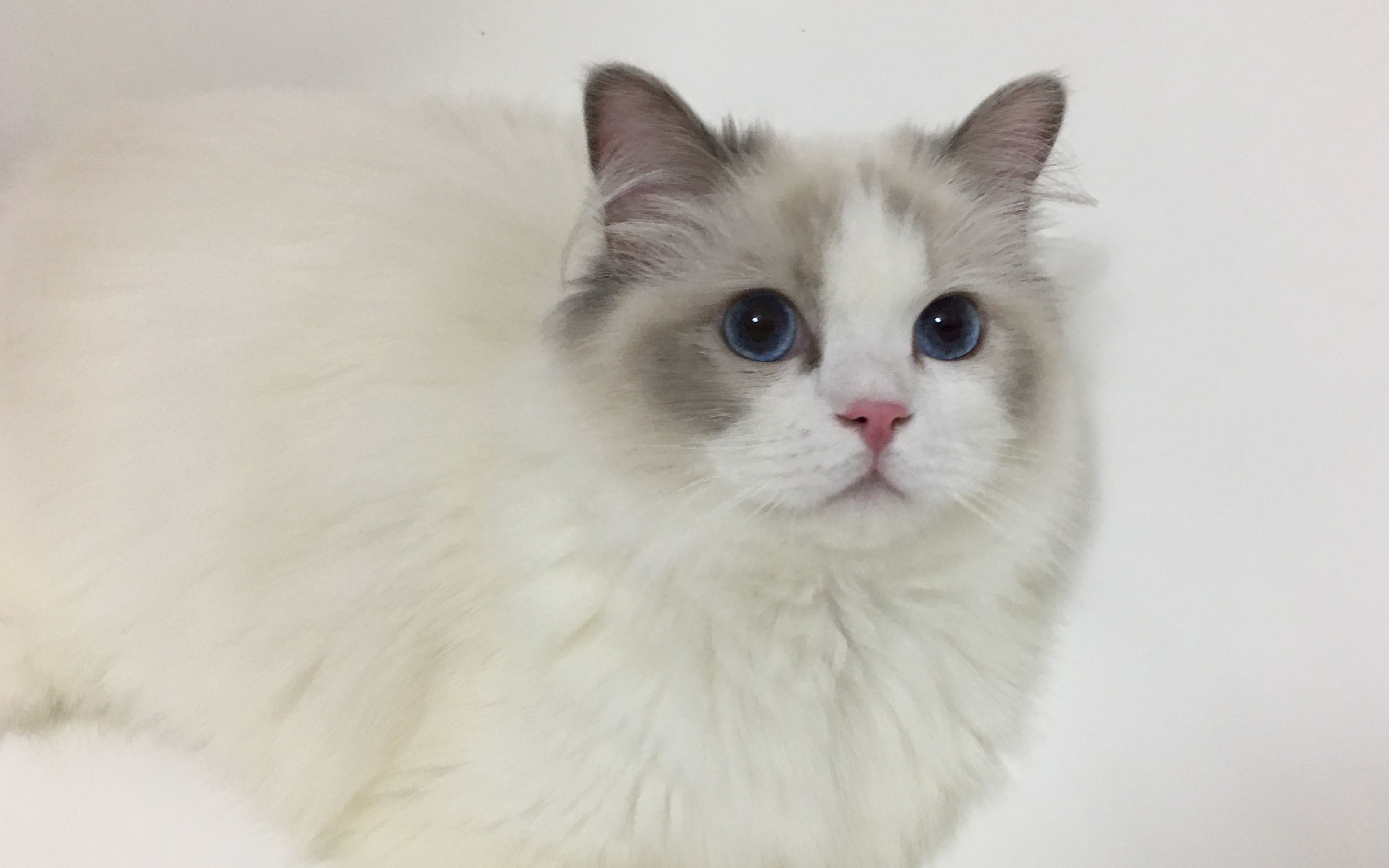 【布偶】七个月啦!布偶狗石锤了