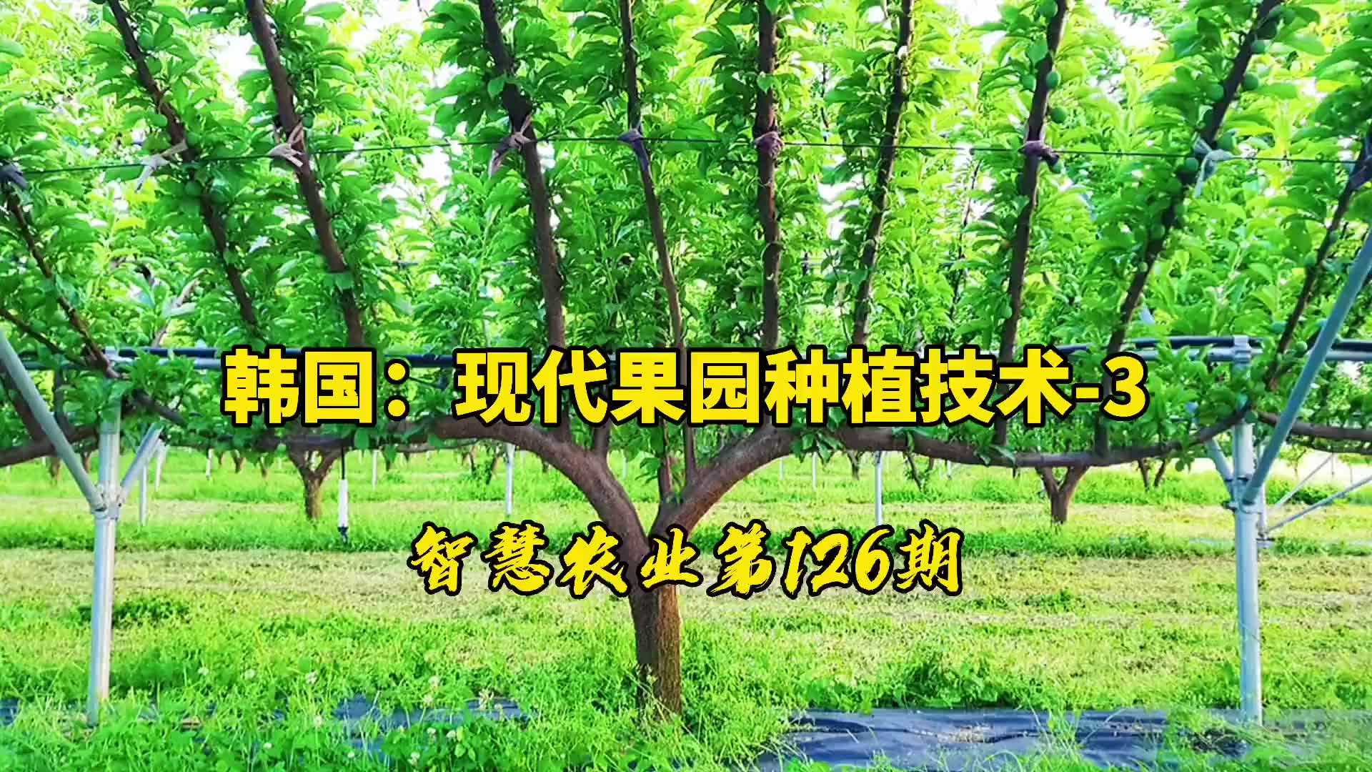 智慧农业126期:韩国现代果园三大种植技术!内涵技术图...哔哩哔哩bilibili