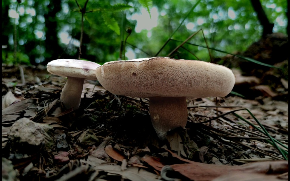 类铅紫粉孢牛肝菌——摄于广州六片山