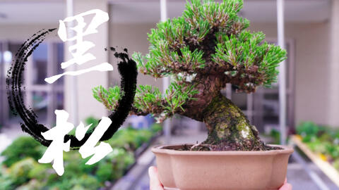日本湘風園采购随拍，顶级小品黑松盆栽展示。_哔哩哔哩_bilibili