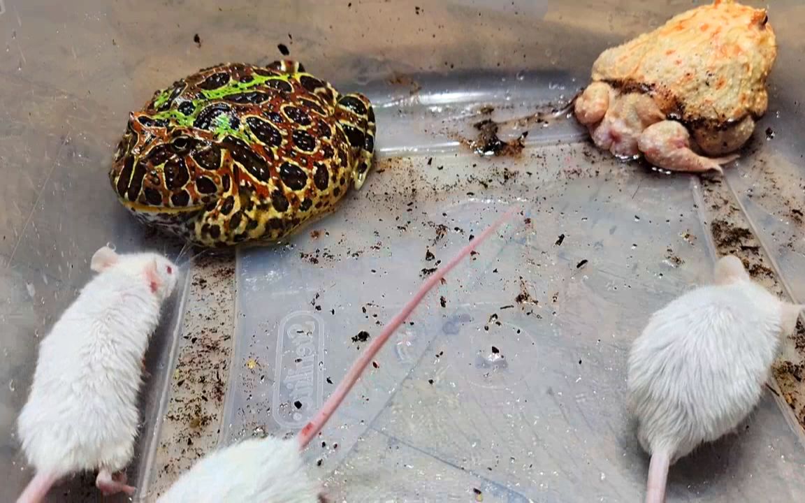 霸气角蛙漂移活吞老鼠