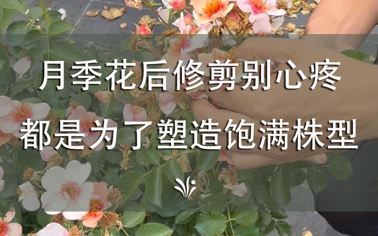 月季花后这样修剪,花越开越多!哔哩哔哩bilibili