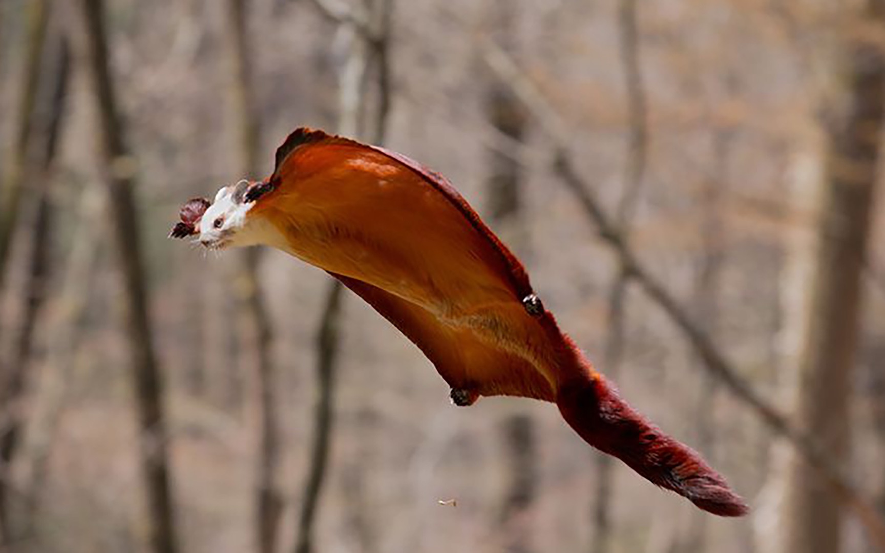 红白鼯鼠现武当山,圆胖松鼠如何悬崖飞行?天然翼装成就武当飞侠