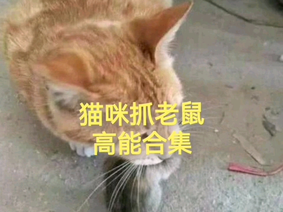 猫咪抓老鼠高能合集哔哩哔哩bilibili