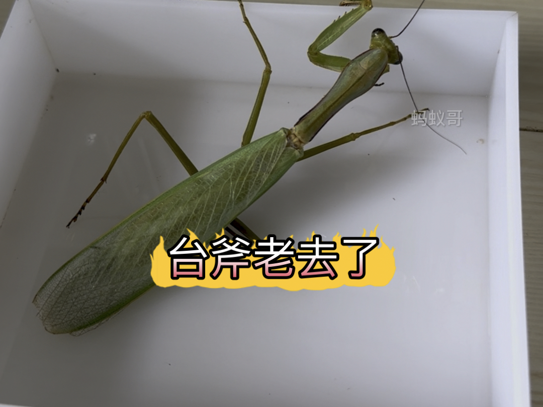 台湾斧螳老去了