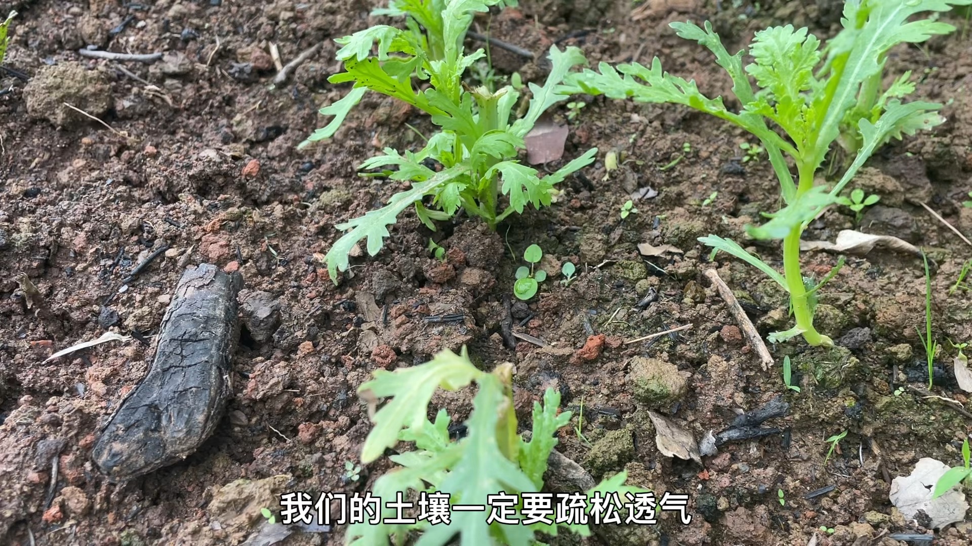 适合种菜新手秋冬季节种植的菊花菜,分享移栽后什么时候适合采收哔哩哔哩bilibili