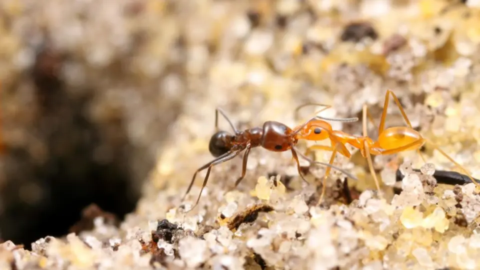 蚂蚁大战加州须蚁vs双色锥臭蚁斗蚁Dorymyrmex bicolor vs 