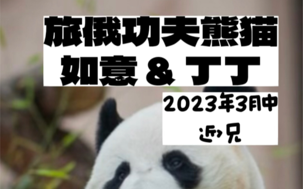 [图]旅俄大熊猫如意&丁丁近况（2023年03月）