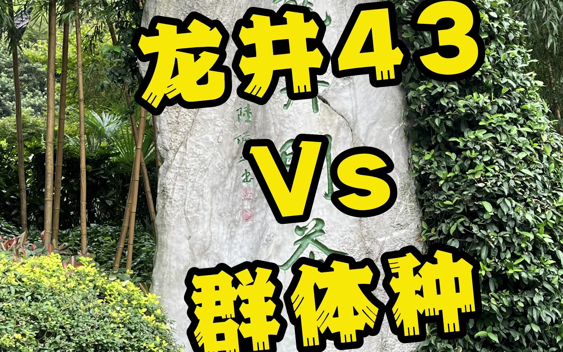 西湖龙井茶:龙井43Vs群体种,哪款好?哔哩哔哩bilibili