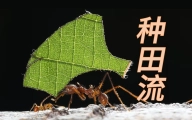 切叶蚁：农 or 奴？