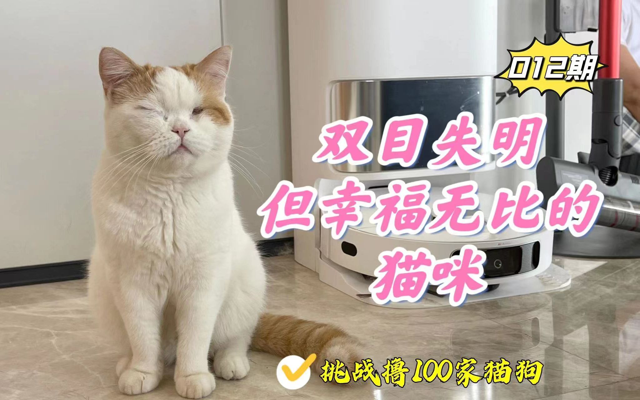 [图]当一只自幼双目失明的猫咪遇到爱他的铲屎官