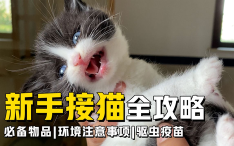 大喜养猫的个人空间 哔哩哔哩移动版