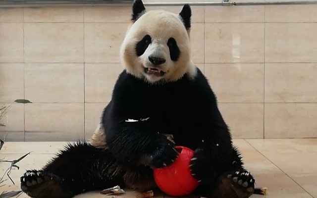 【大熊猫依宝】都进来吃柠檬_哔哩哔哩_bilibili