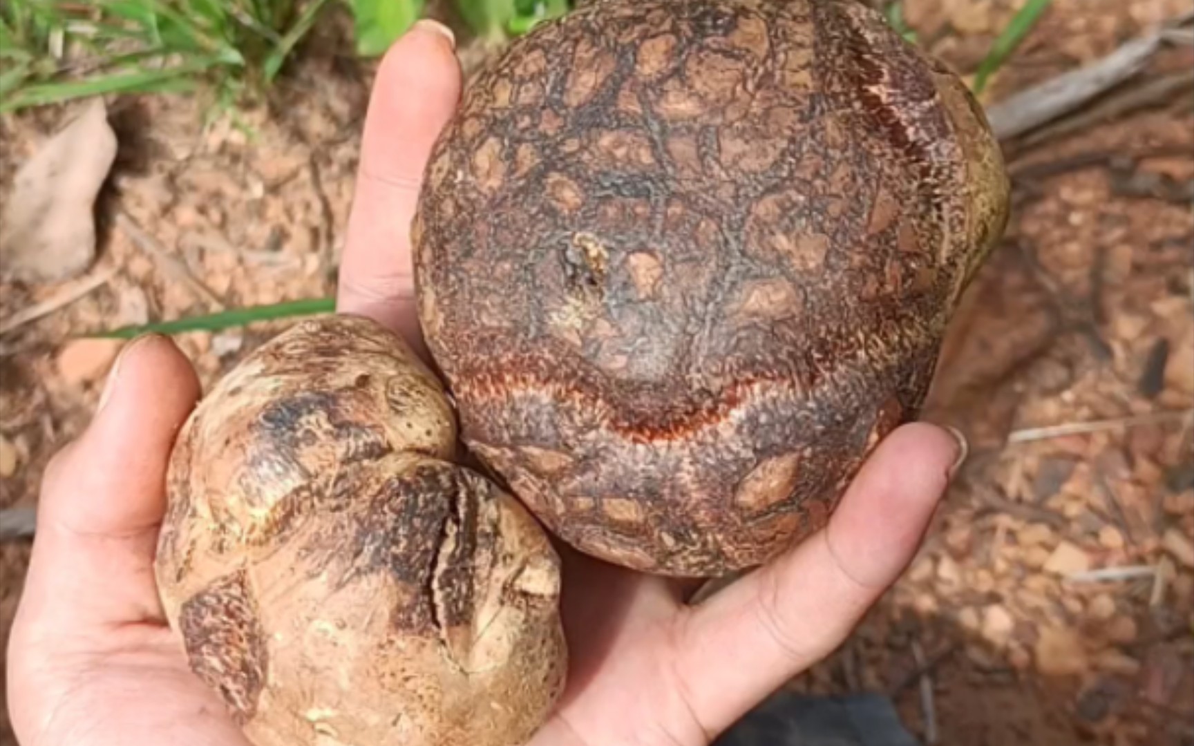 豆包菌不知道可以用来干啥