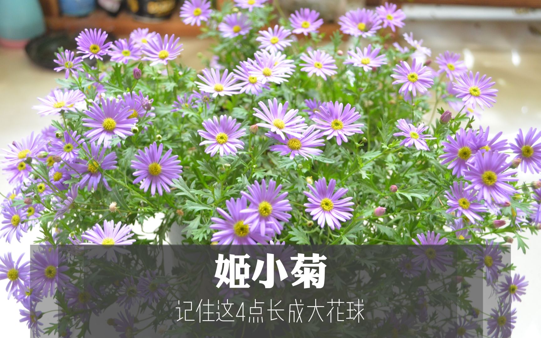 姬小菊小苗怎么快速长成花球?只需记住四点养护方法!哔哩哔哩bilibili