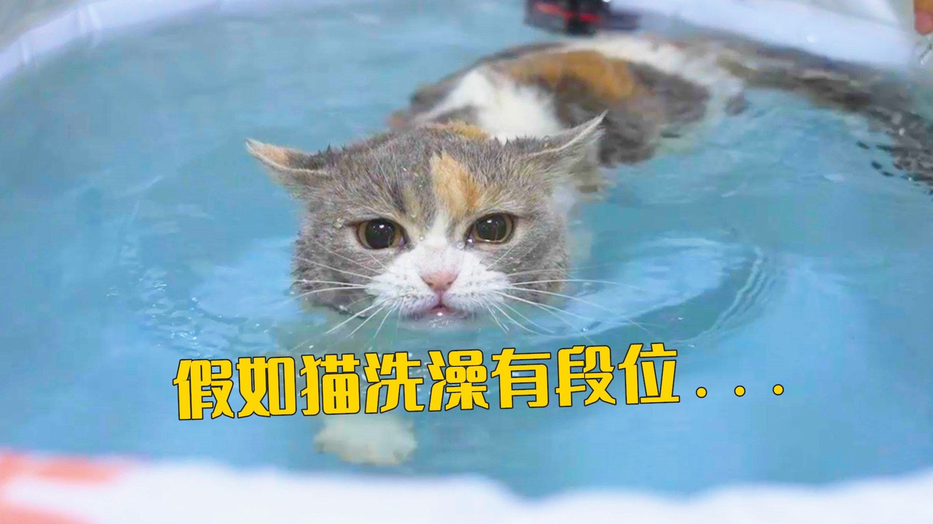 假如猫咪洗澡有段位,王者也太强了!-萌猫宝哥哥-萌猫宝哥哥-哔哩哔哩视频