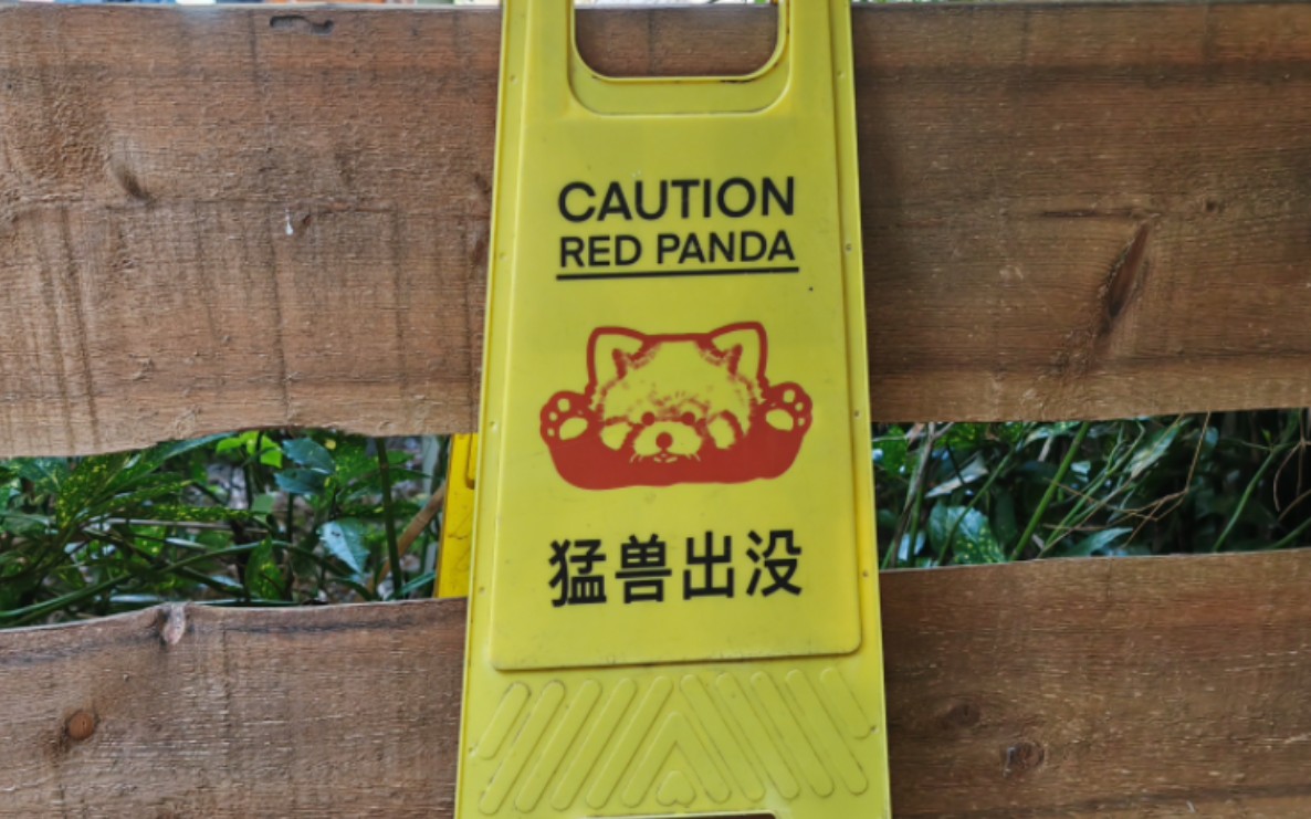 红山动物园|小熊猫治愈不开心