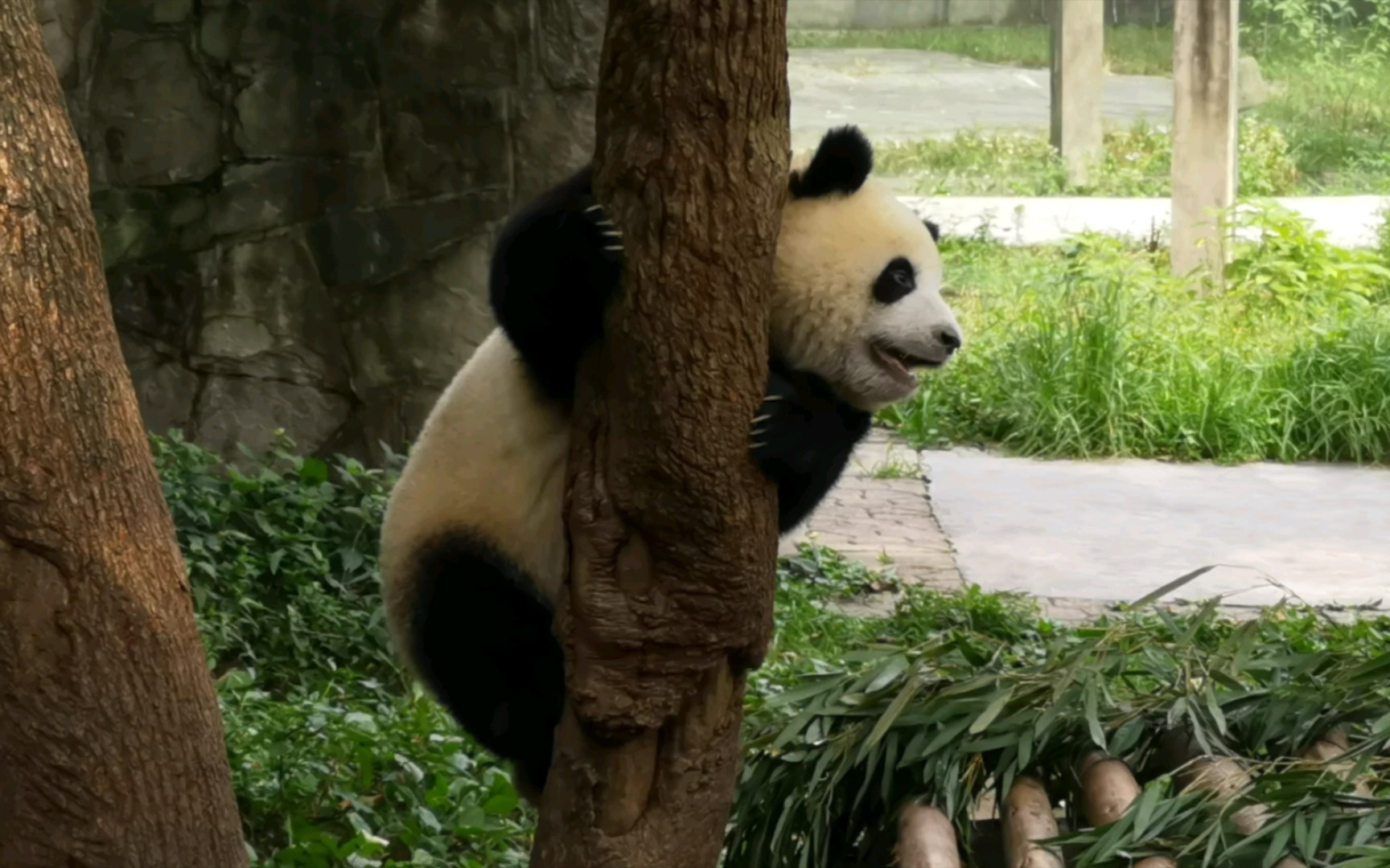 【大熊猫莽仔一家】辰辰99这一身爬树的本领就这样被包树套给扼杀了