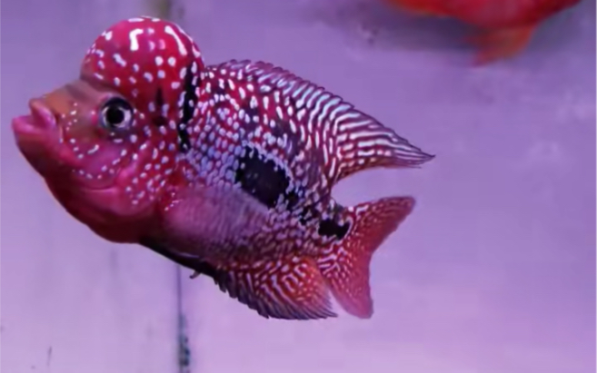 泰国金花罗汉鱼