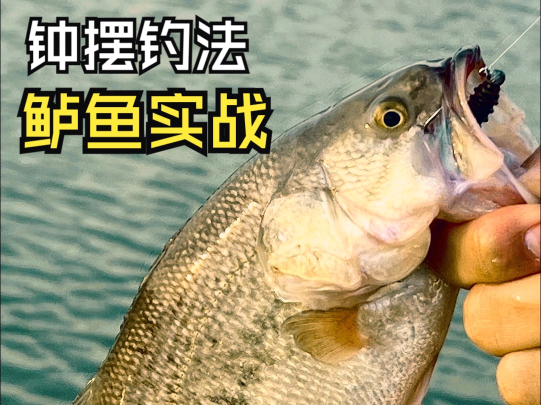 钟摆钓法 路亚鲈鱼实战