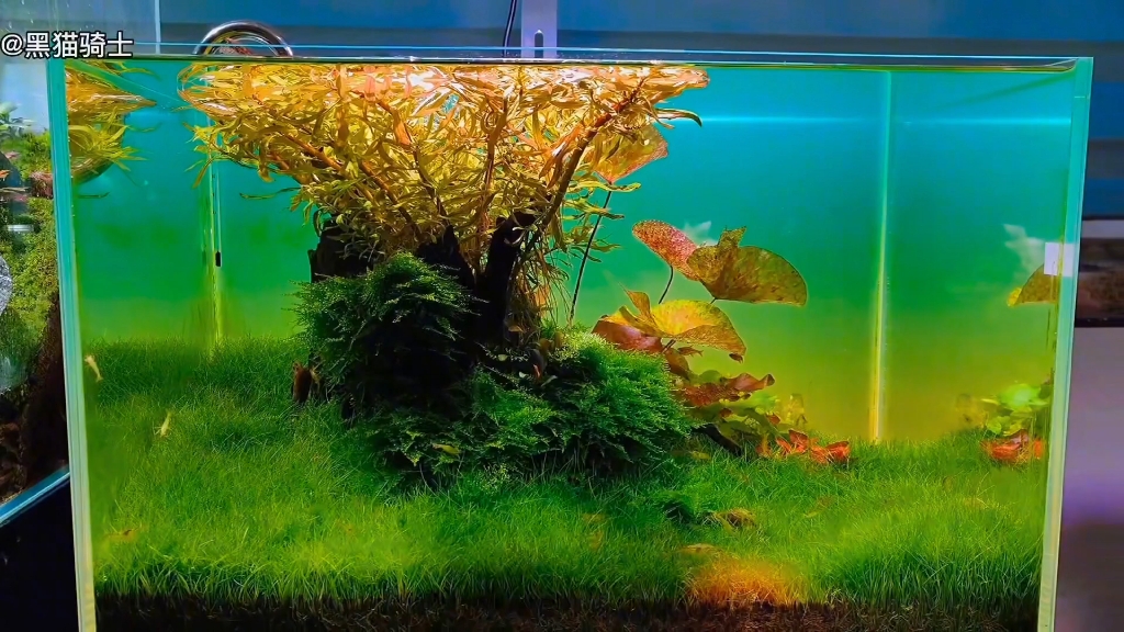 生命之树成景前vs成景后;水草缸造景!