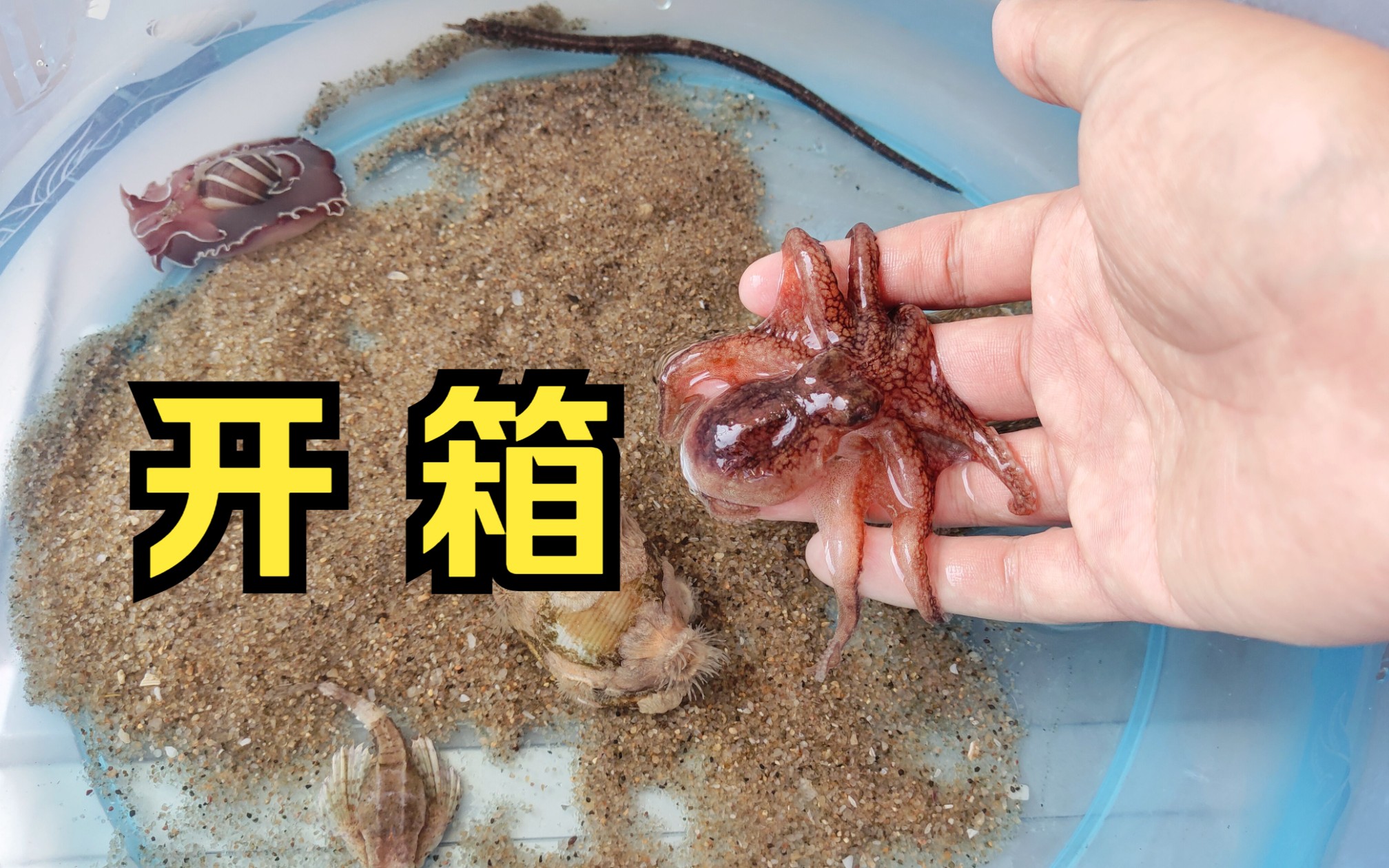 泡泡螺/幽灵章鱼开箱,附赠海龙bb海蛾鱼