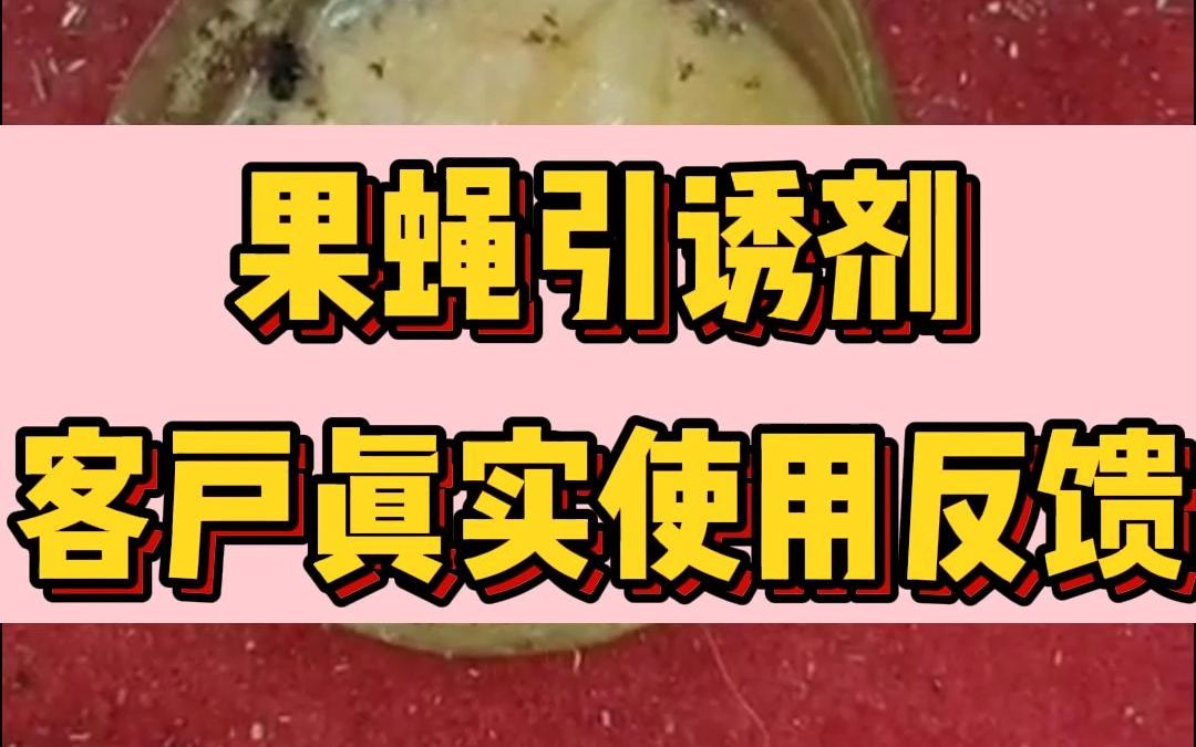 果蝇引诱剂客户真实效果反馈.哔哩哔哩bilibili