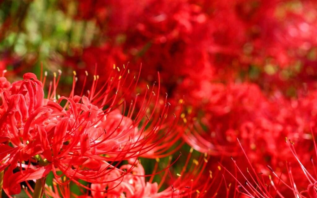 【snh48】【彼岸花:求求你们别搞了!镜头都剪不过来了!中间有彩蛋】