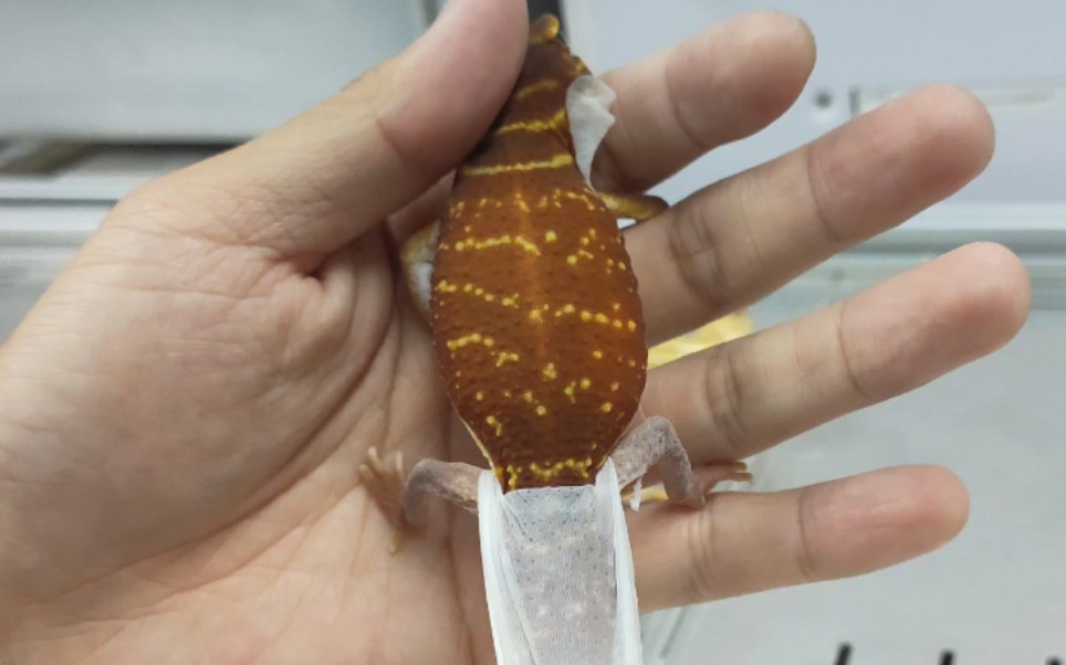 手动给瘤尾守宫蜕皮