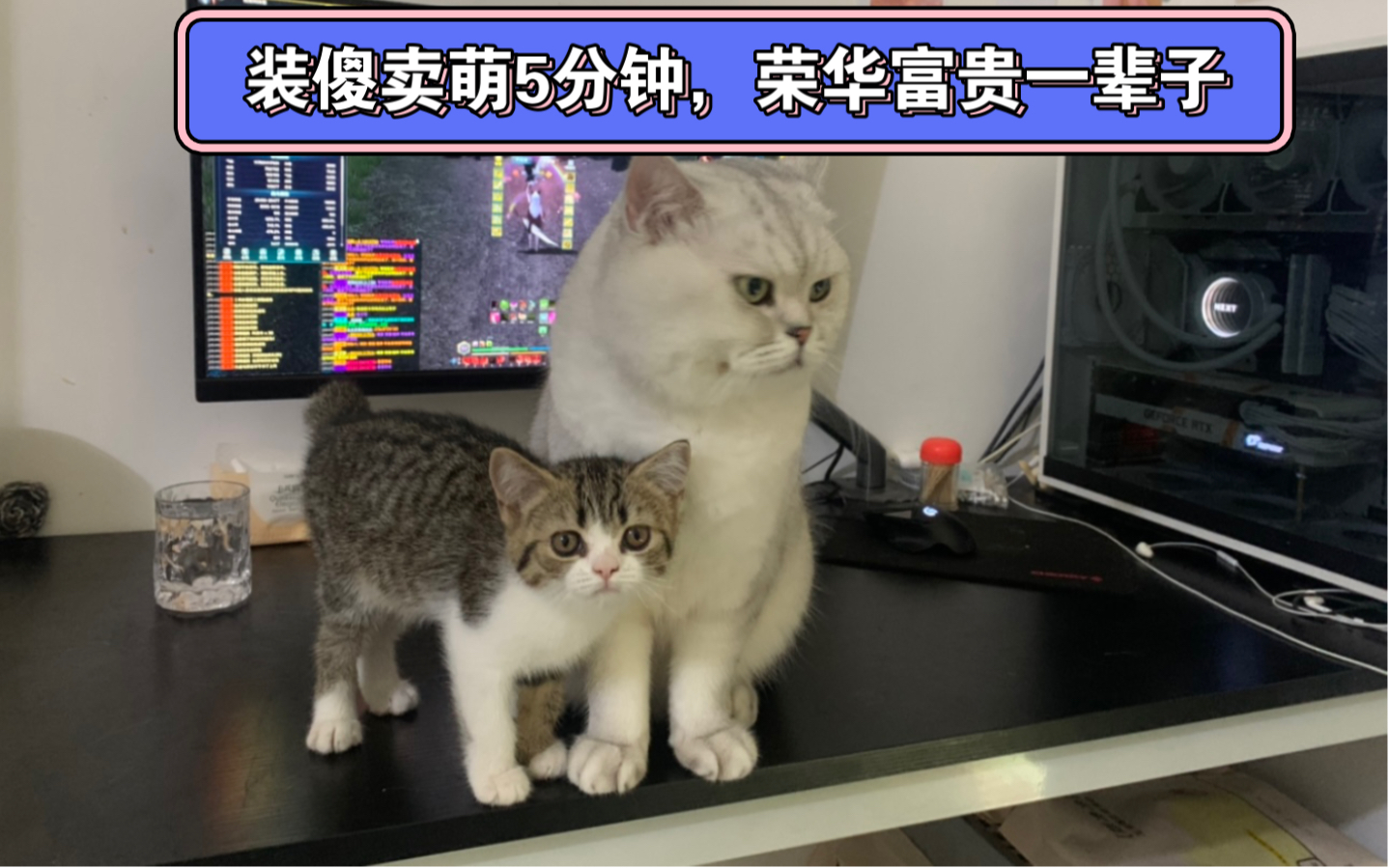 捡到猫了!简州猫?哈基米找到了长期饭票!哔哩哔哩bilibili