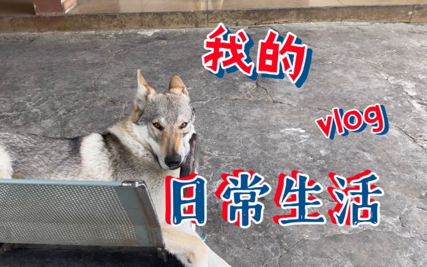 【捷克狼犬】一群懂分寸、会享受的可爱大狗狗哔哩哔哩bilibili