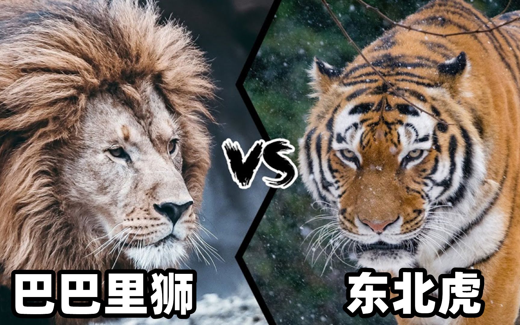 [图]东北虎vs巴巴里狮，谁才是曾经的猫科一哥？