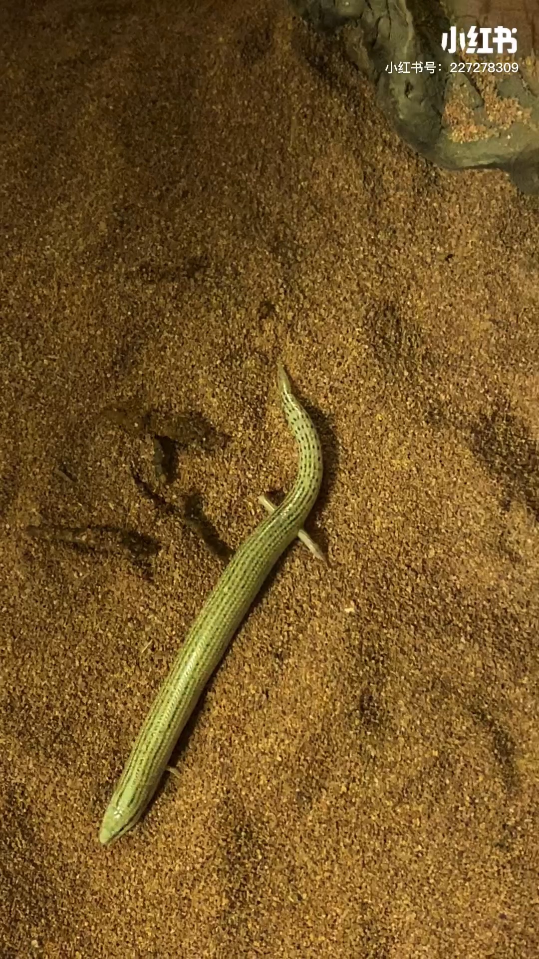 奥丁石龙子我还没碰到你呐