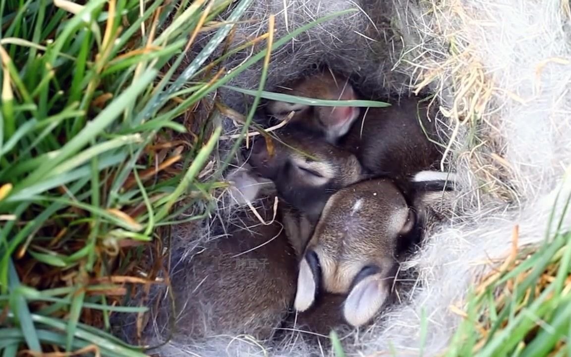 野外发现一窝刚出生的野兔宝宝,大叔的做法让网友竖起拇指