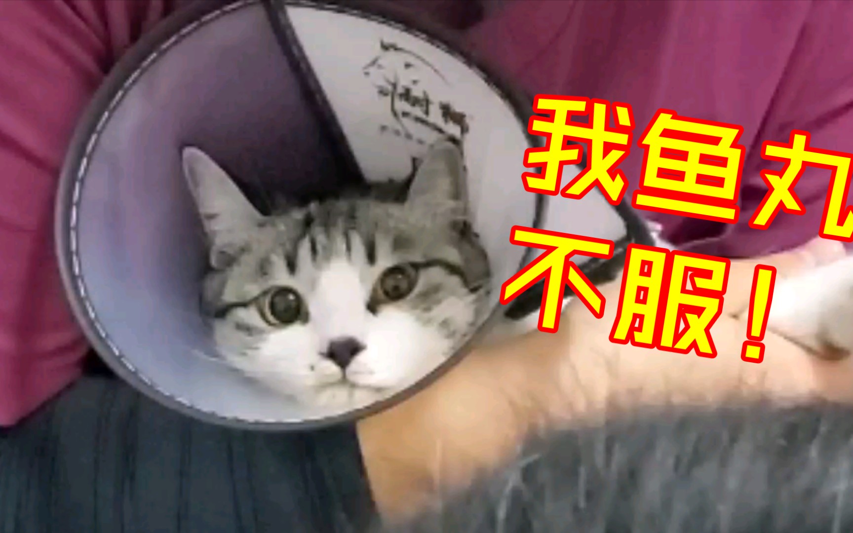 母猫 绝育 全过程 记录哔哩哔哩bilibili