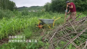 采收毛豆 自然栽培菜园里 自己种的大豆 哔哩哔哩 Bilibili