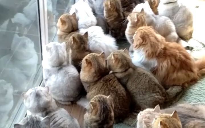 一大群猫咪整整齐齐看窗外