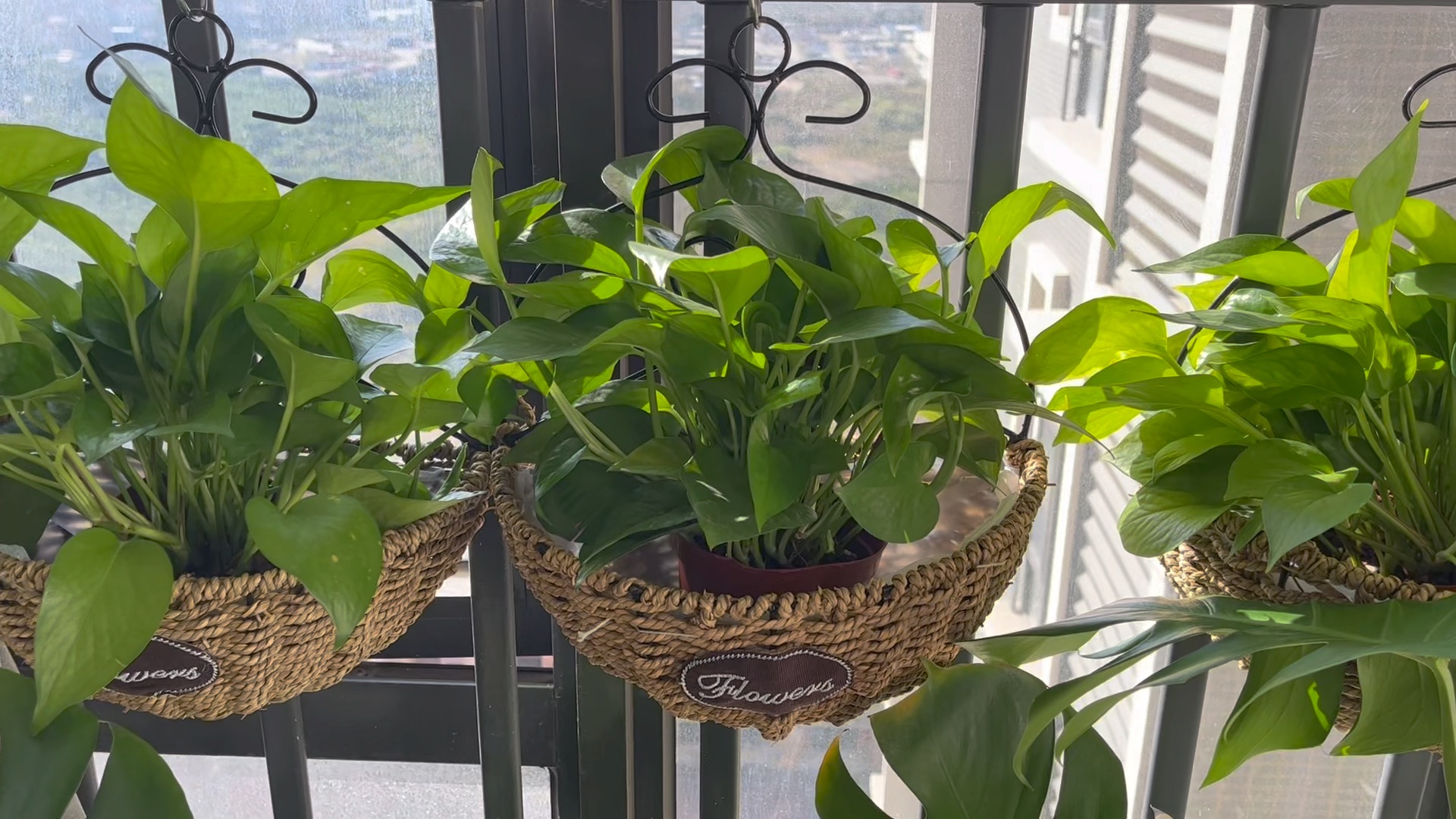 生活小碎片:飘窗养绿植,绿箩yyds