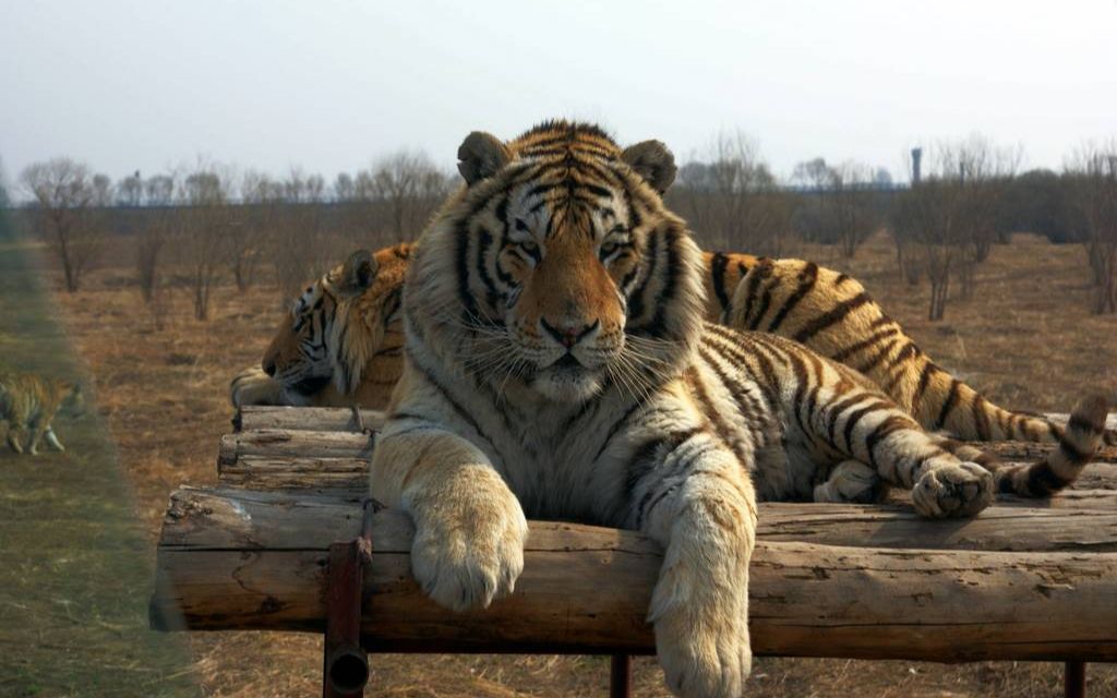 东北虎林园近距离看超级大猫