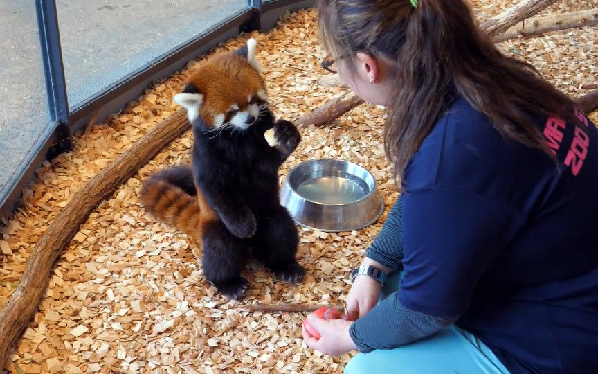饲养员喂东西的时候趁机动手动脚的,小能用行动表示了严正抗议