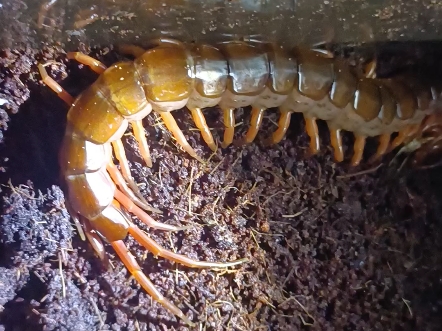 红龙蜈蚣吃蟋蟀