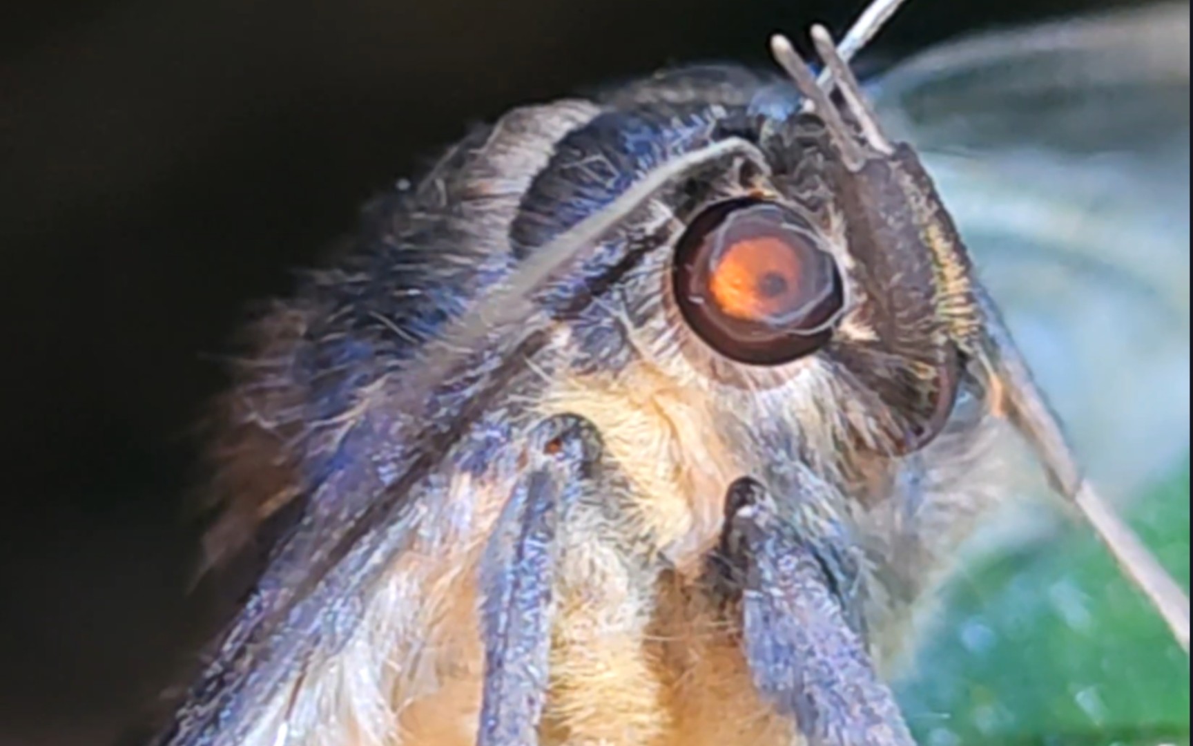 活动作品琥珀色大眼睛无伤飞蛾上手教程