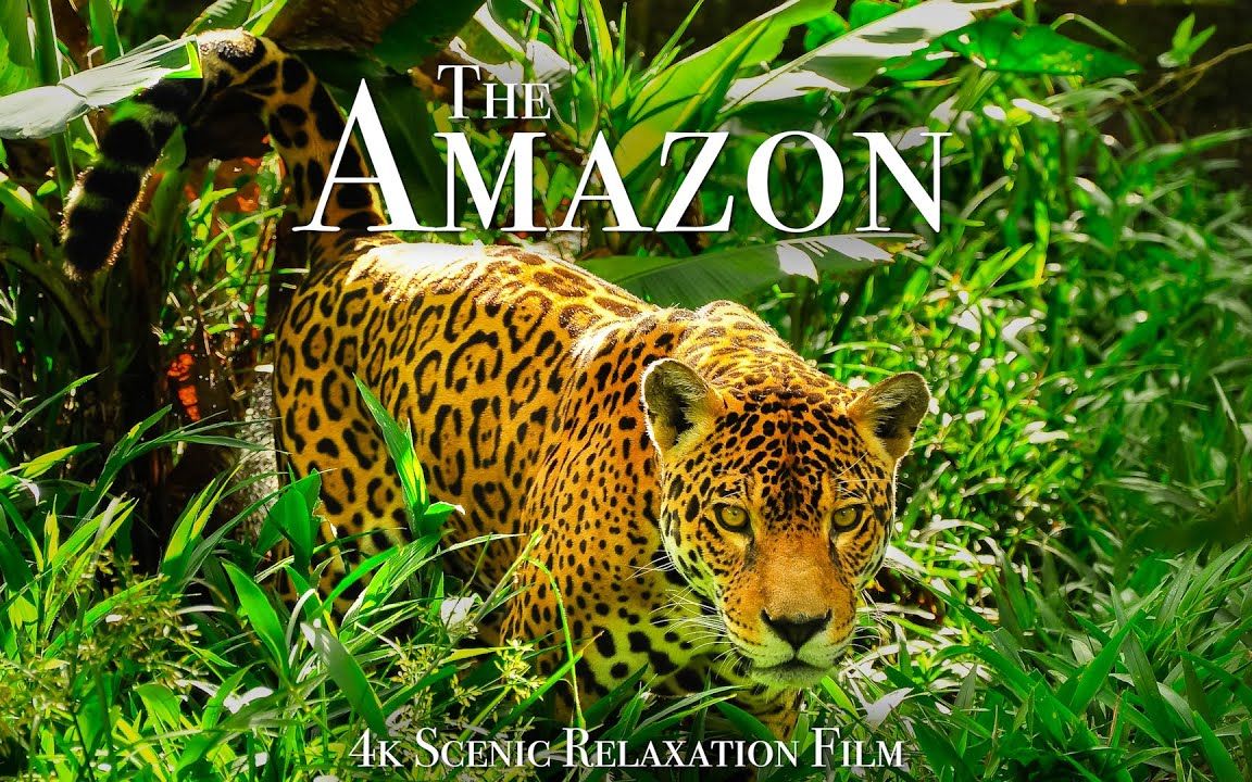 4k风光视频冥想放空音乐——亚马逊(the amazon 4k - scenic wildlife