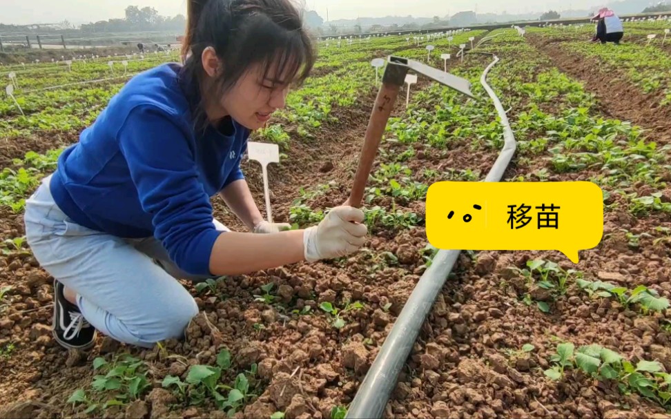 [图]华中农业大学油菜研究生｜若干年后，这会很值得回忆！